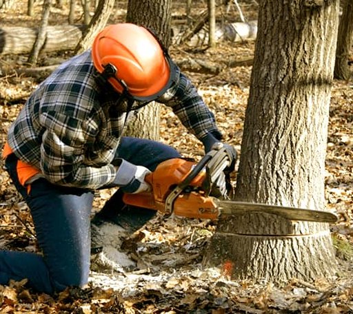 Tree Removal in Charlottesville, VA